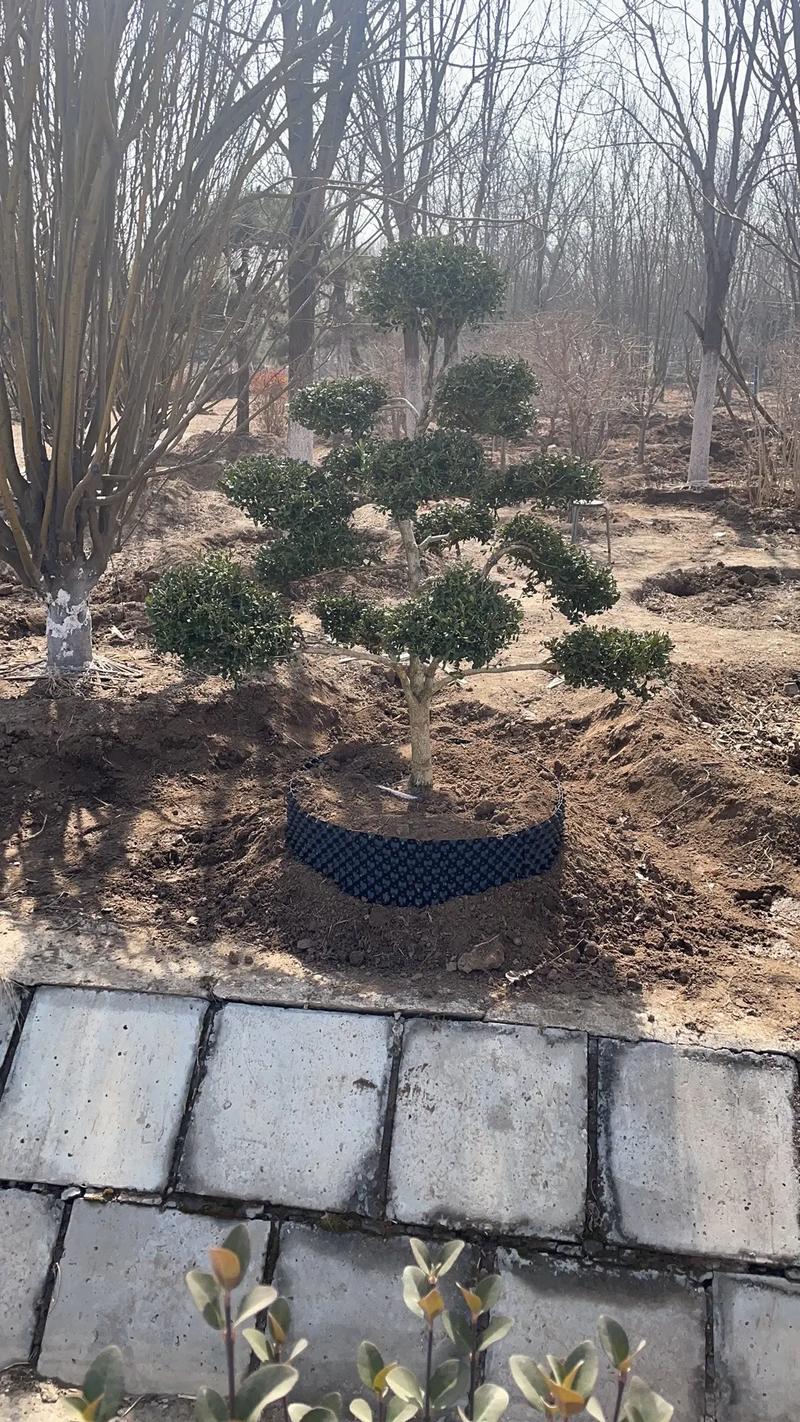 園林綠化工程 #園林景觀 #庭院設計施工 #花境設計 #私